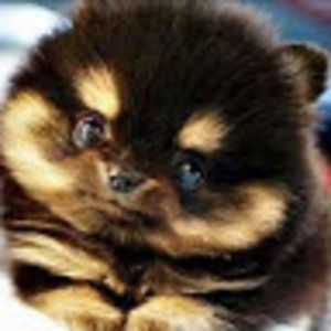 Meet your Posher, Bridget